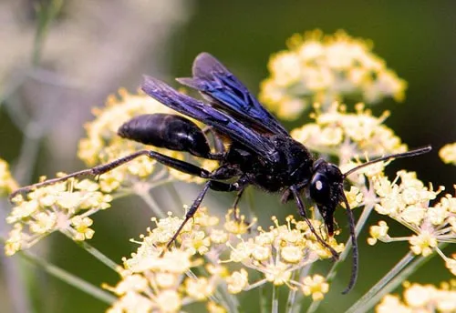 Great Black Wasp - photo 3