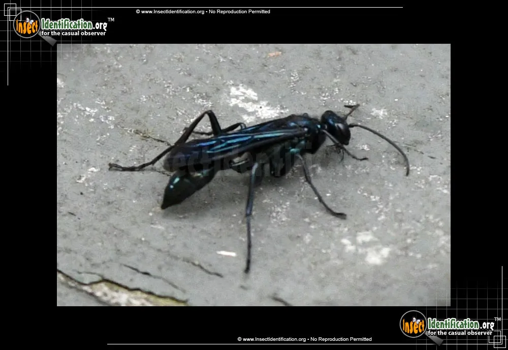 Great Black Wasp - photo 4