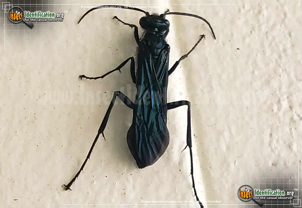 Great Black Wasp - photo 6