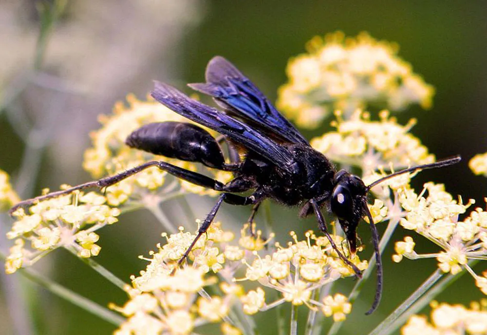 Great Black Wasp - photo 7