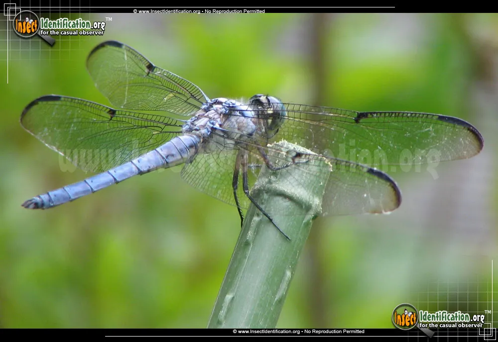 Great Blue Skimmer