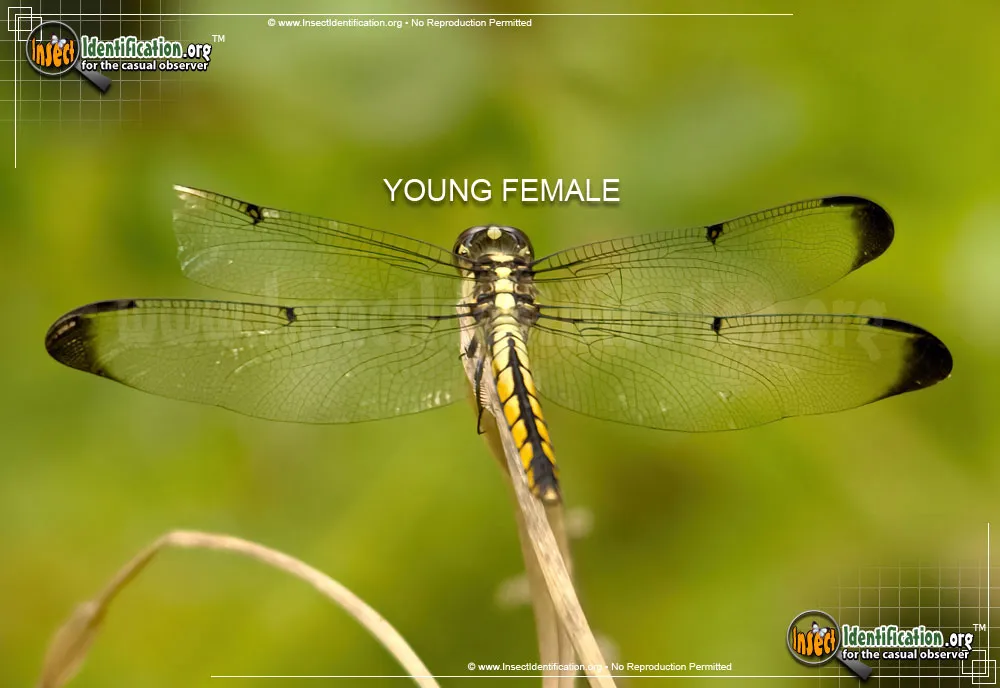 Great Blue Skimmer - photo 3