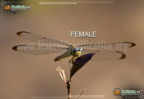 Great Blue Skimmer - photo 6