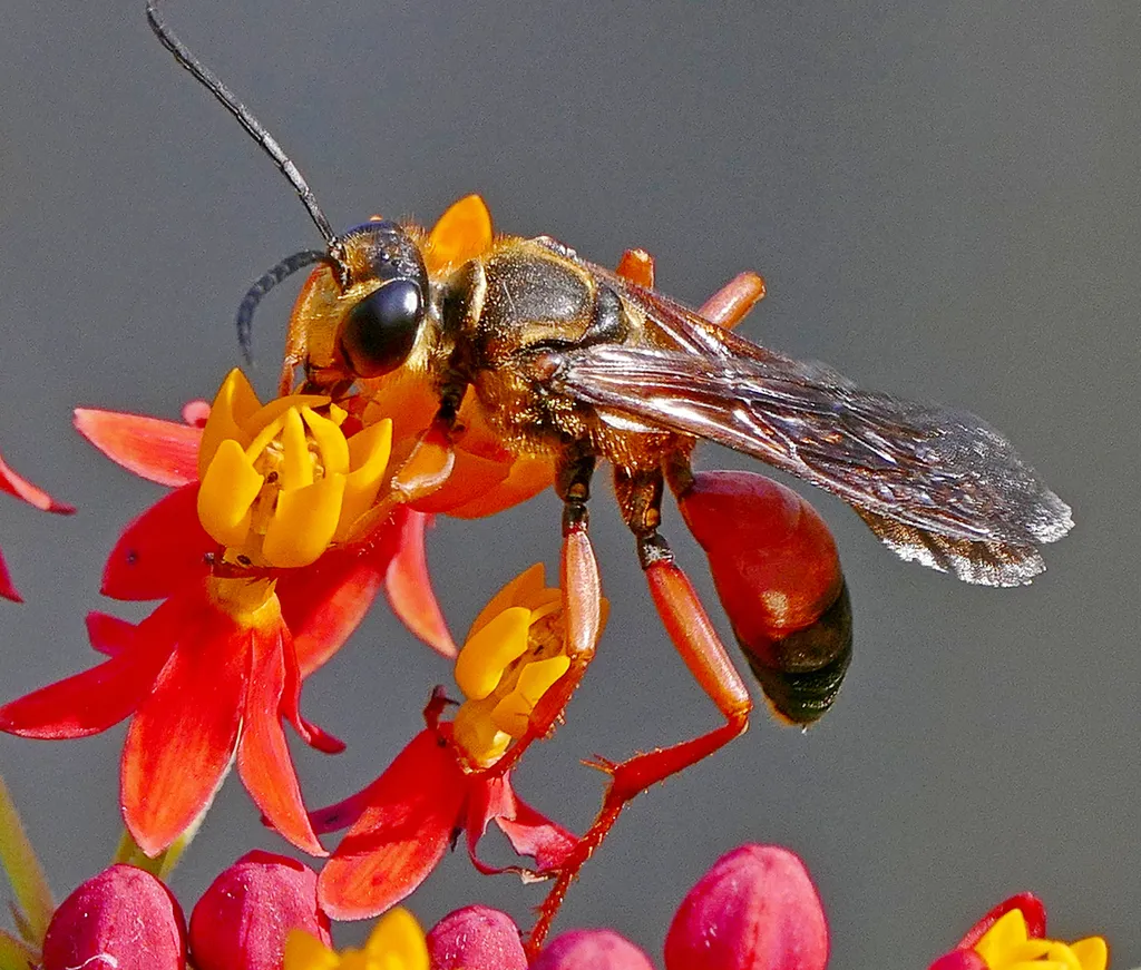 Great Golden Digger Wasp - photo 2