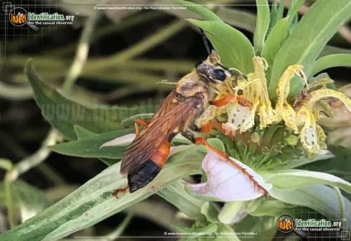 Great Golden Digger Wasp - photo 3