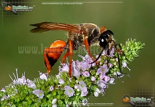 Great Golden Digger Wasp - photo 4