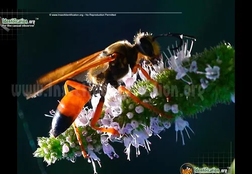 Great Golden Digger Wasp - photo 5