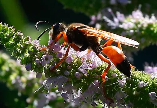 Great Golden Digger Wasp - photo 6