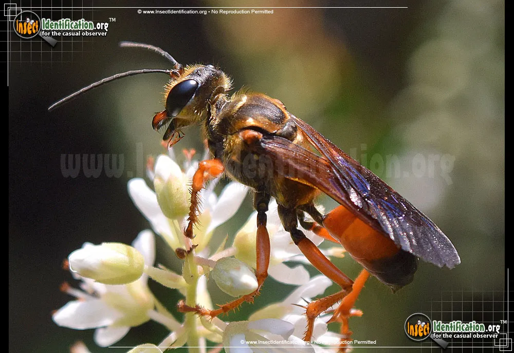 Great Golden Digger Wasp - photo 7