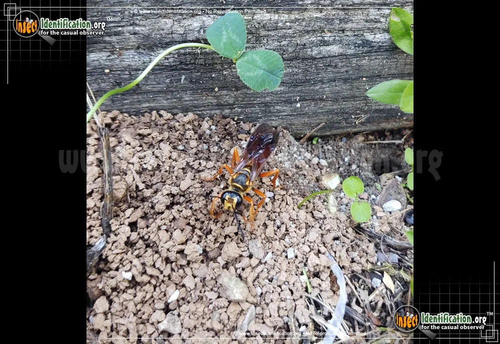 Great Golden Digger Wasp - photo 8