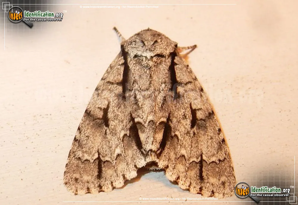 Greater Oak Dagger - Acronicta lobeliae