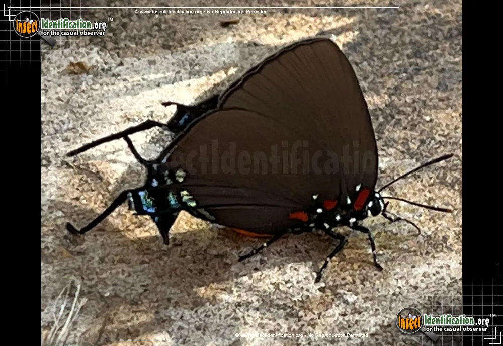 Great Purple Hairstreak
