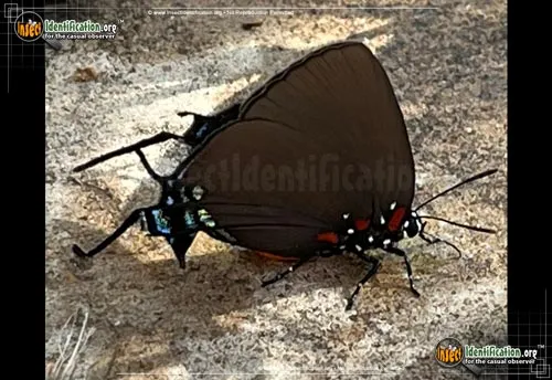 Great Purple Hairstreak - photo 2