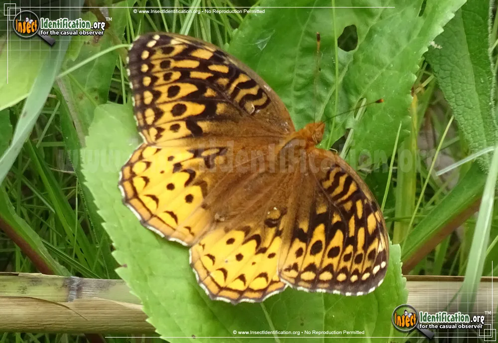 Great Spangled Fritillary