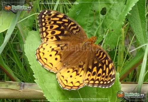 Great Spangled Fritillary - photo 2