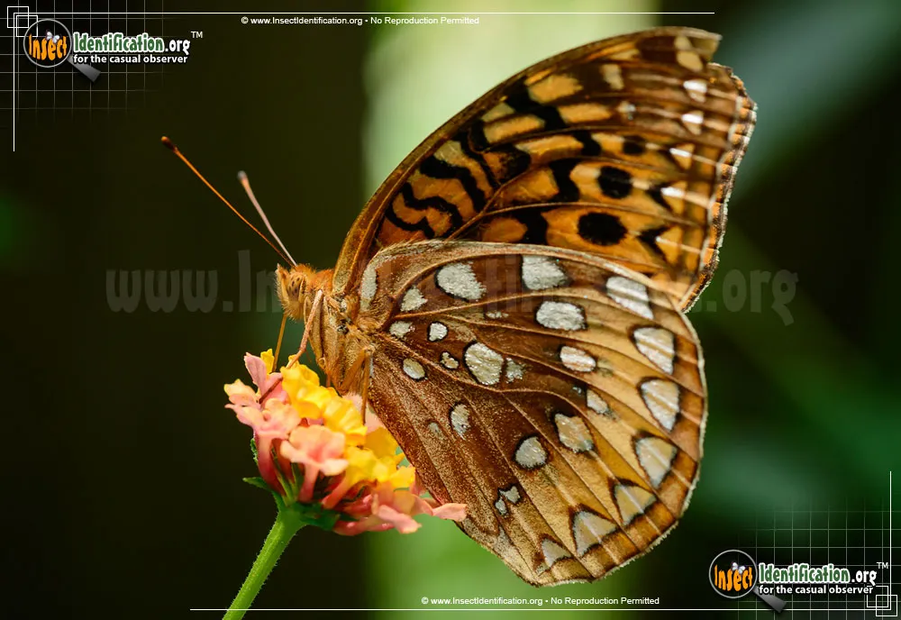 Great Spangled Fritillary - photo 3
