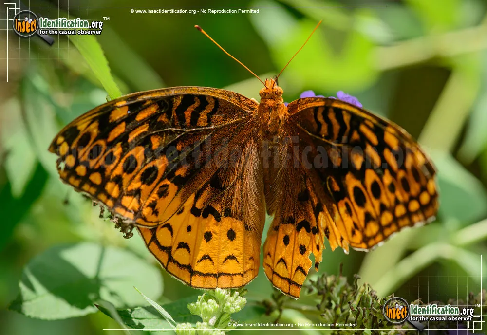 Great Spangled Fritillary - photo 5