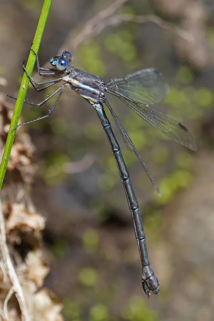 Great Spreadwing - photo 2