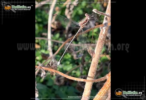 Great Spreadwing - photo 4