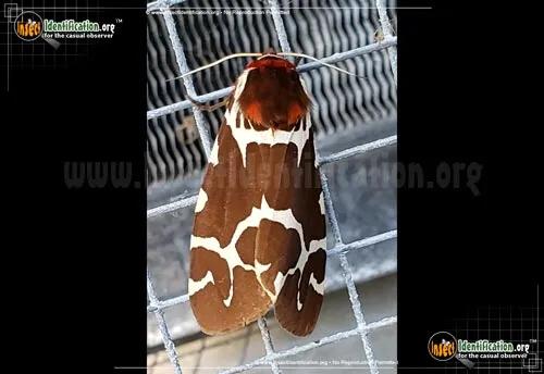 Great Tiger Moth - photo 3