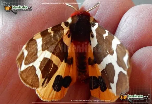Great Tiger Moth - photo 4