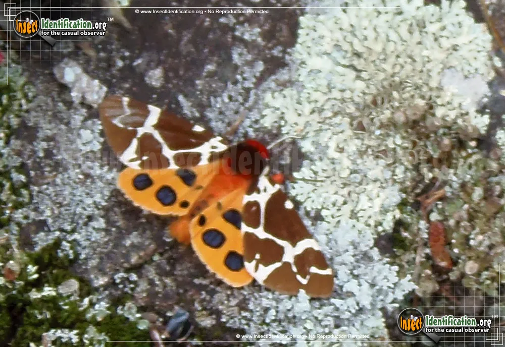 Great Tiger Moth - photo 5