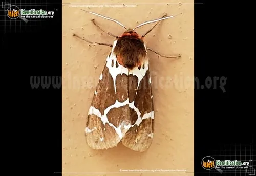 Great Tiger Moth - photo 6