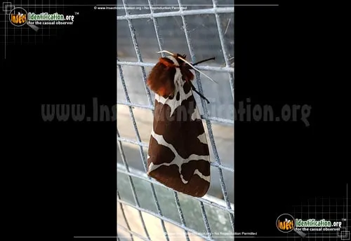 Great Tiger Moth - photo 7