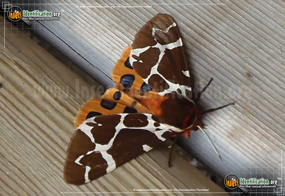 Great Tiger Moth - photo 8