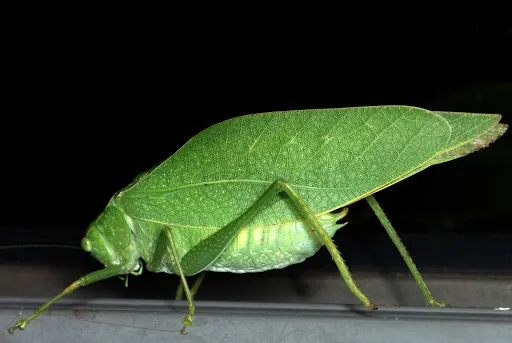Greater Angle-wing Katydid - photo 2