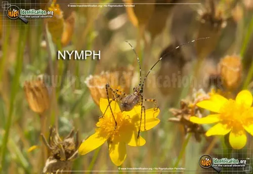 Greater Angle-wing Katydid - photo 4