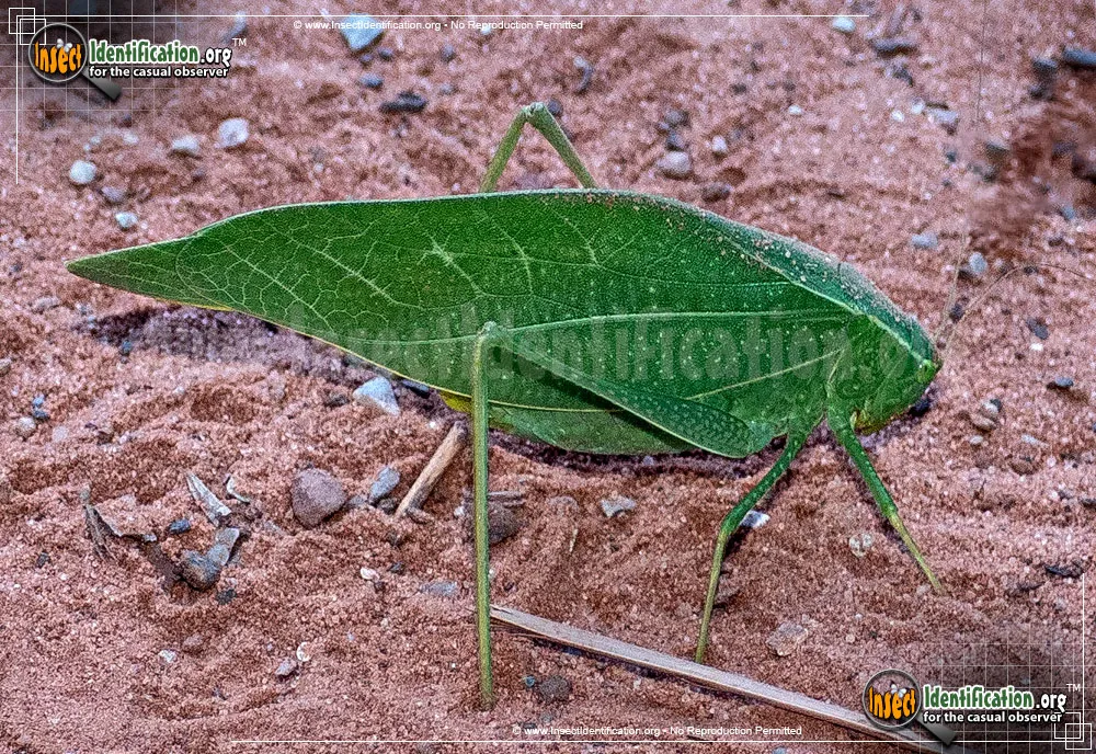 Greater Angle-wing Katydid - photo 5