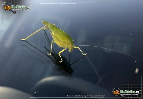 Greater Angle-wing Katydid - photo 6