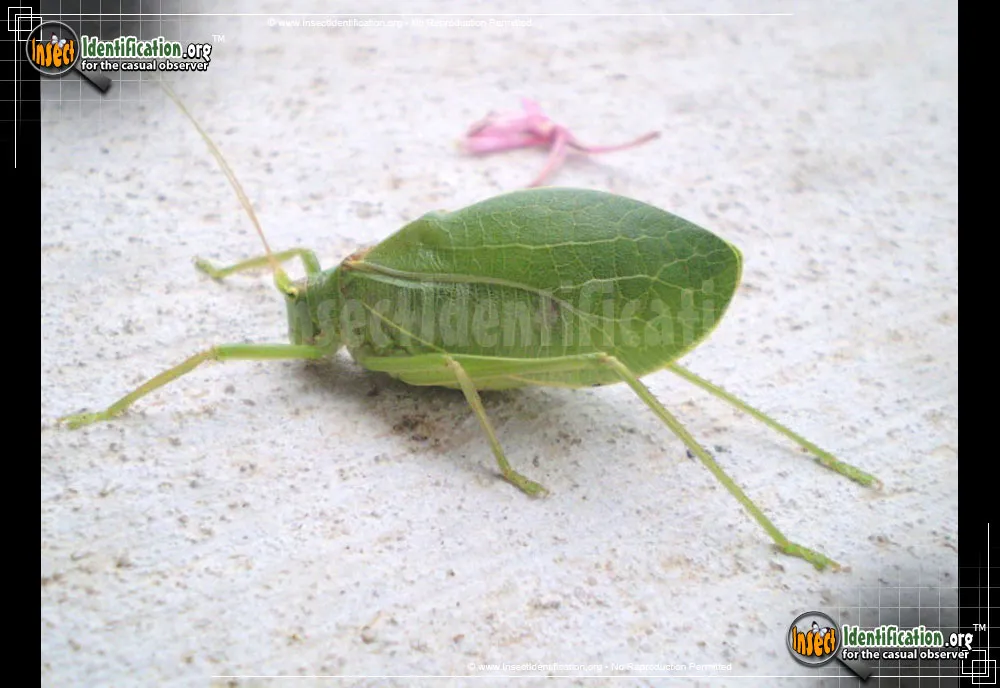 Greater Angle-wing Katydid - photo 7