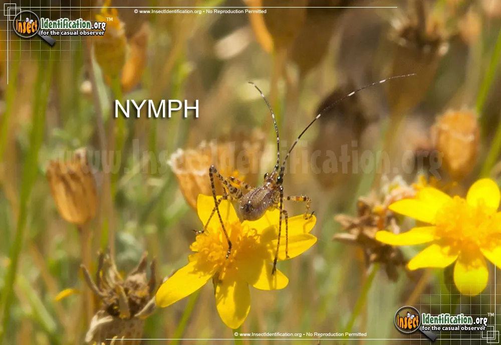 Greater Angle-wing Katydid - photo 8