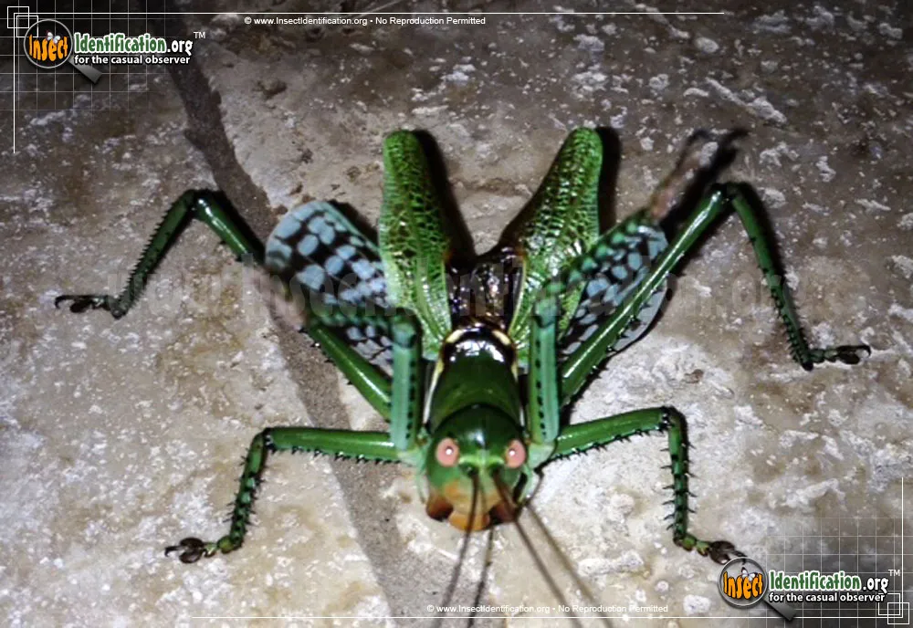 Greater Arid-land Katydid