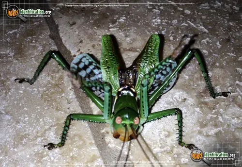 Greater Arid-land Katydid - photo 2