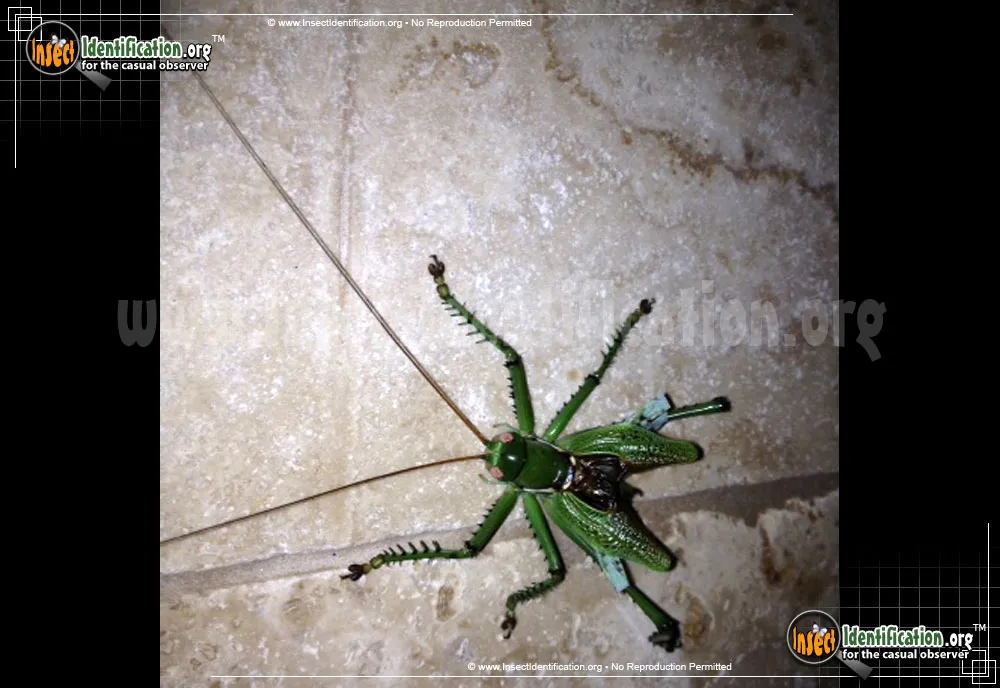 Greater Arid-land Katydid - photo 3