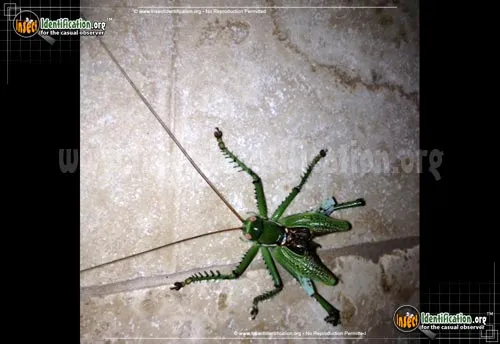 Greater Arid-land Katydid - photo 4