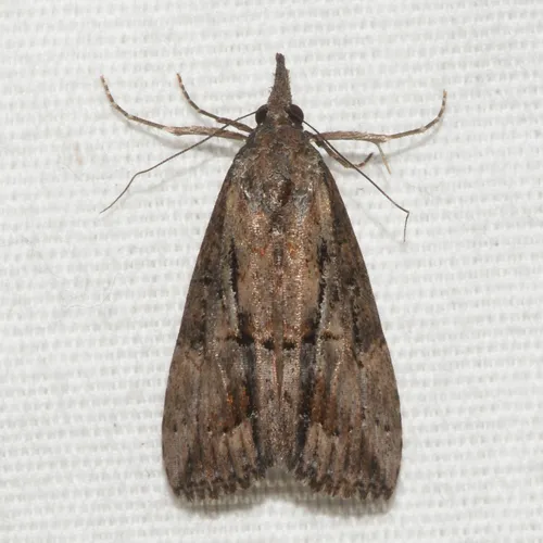 Green Cloverworm Moth - Hypena scabra