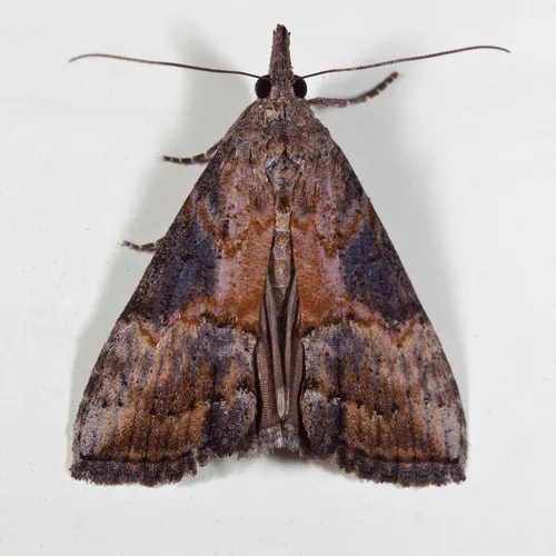 Green Cloverworm Moth - photo 8