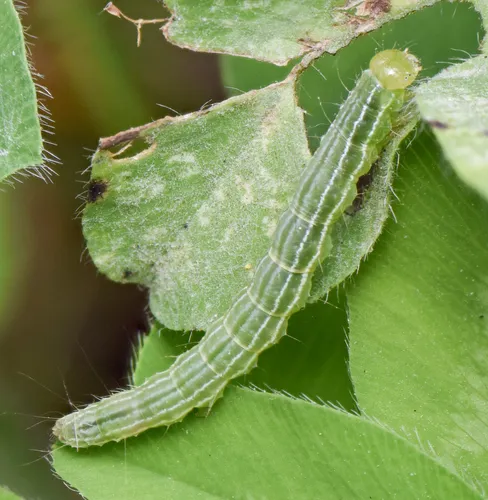 Green Cloverworm Moth - photo 2