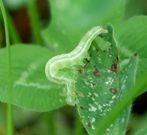 Green Cloverworm Moth - photo 3