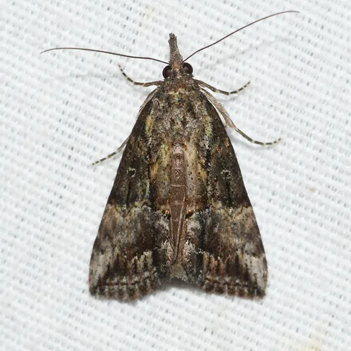 Green Cloverworm Moth - photo 4