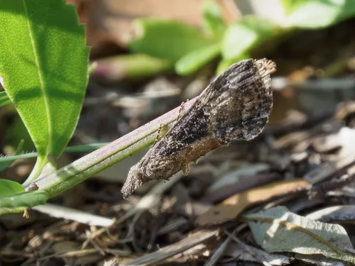 Green Cloverworm Moth - photo 5
