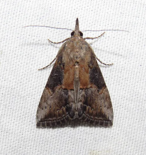 Green Cloverworm Moth - photo 6