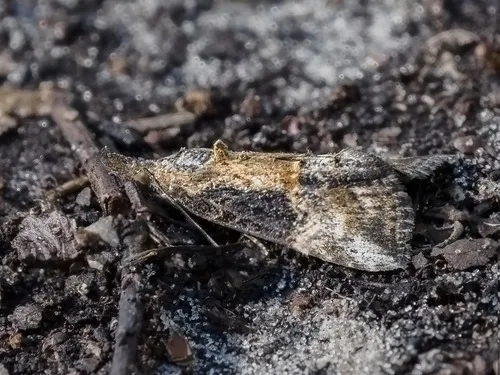 Green Cloverworm Moth - photo 7