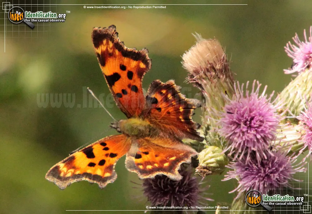 Green Comma Butterfly