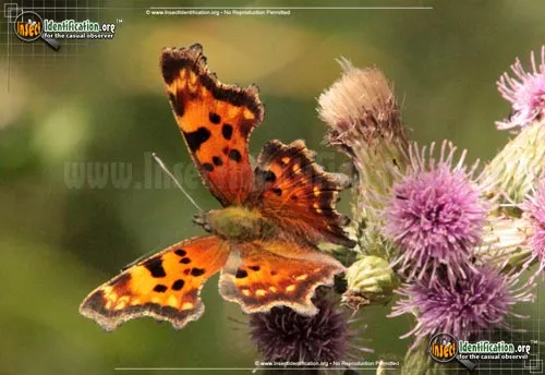 Green Comma Butterfly - photo 2