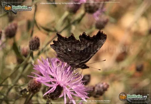 Green Comma Butterfly - photo 4